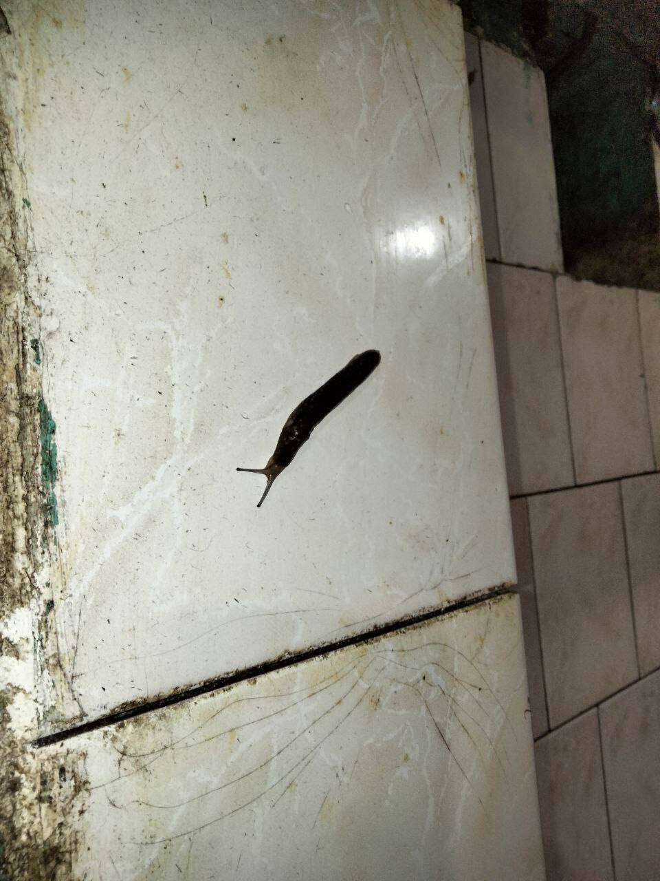 Таргани, пліснява, грибок та відсутність електрики: як студенти виживають у гуртожитку ДНУ