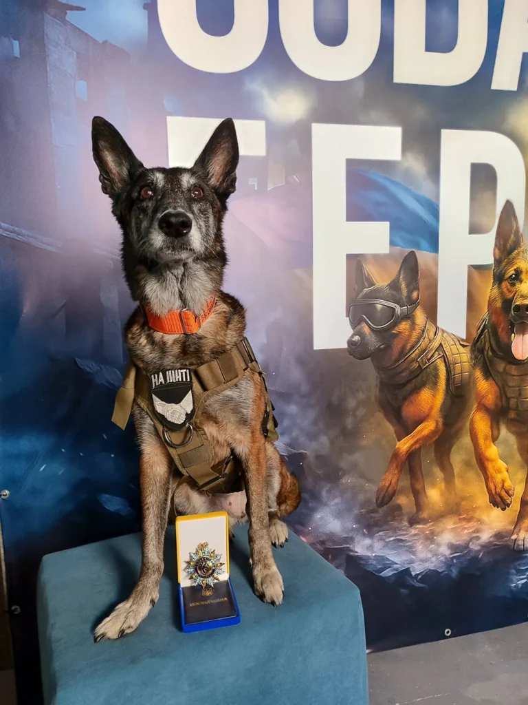 Собака Спаркі з Павлограда, учасниця Павлоградського пошуково-рятувального кінологічного загону «Антарєс», отримала орден авторського проєкту «Собака – герой України» - 21.12.2025