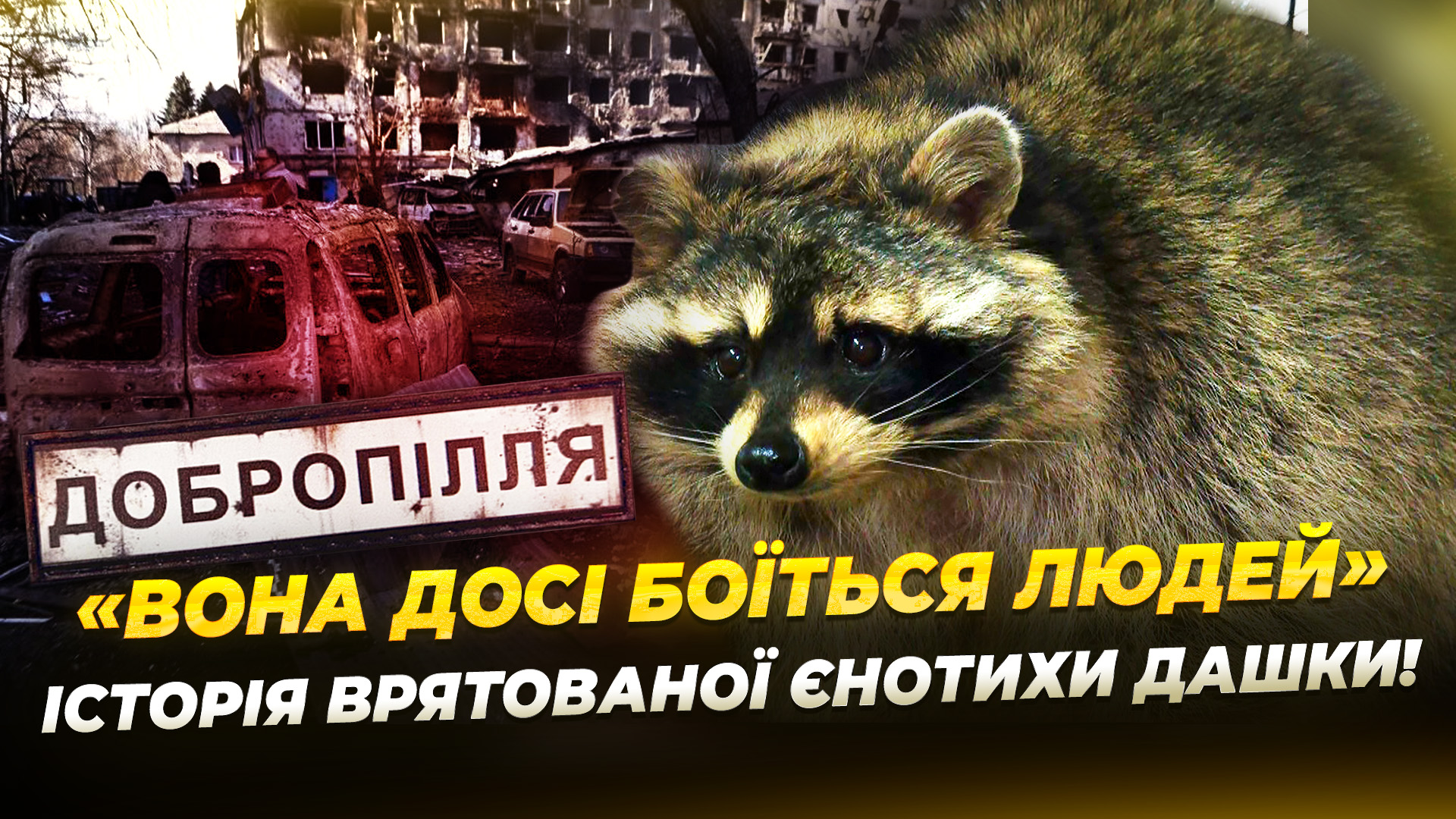 З Донеччини до Дніпра: як проходить реабілітація евакуйованої єнотиха - 13.01.2026