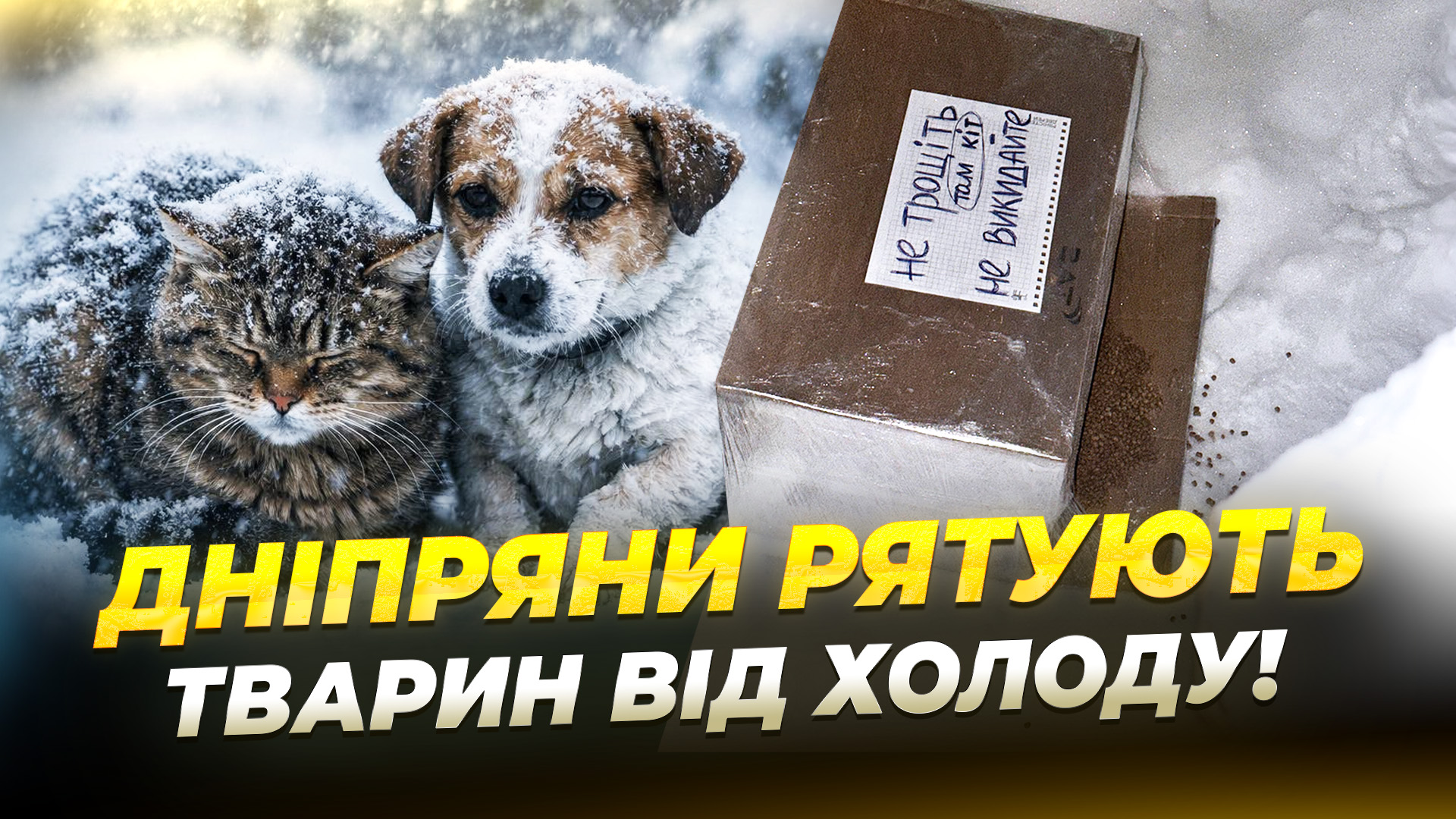 У Дніпрі рятують бездомних тварин від морозів, відео - 27.01.2026