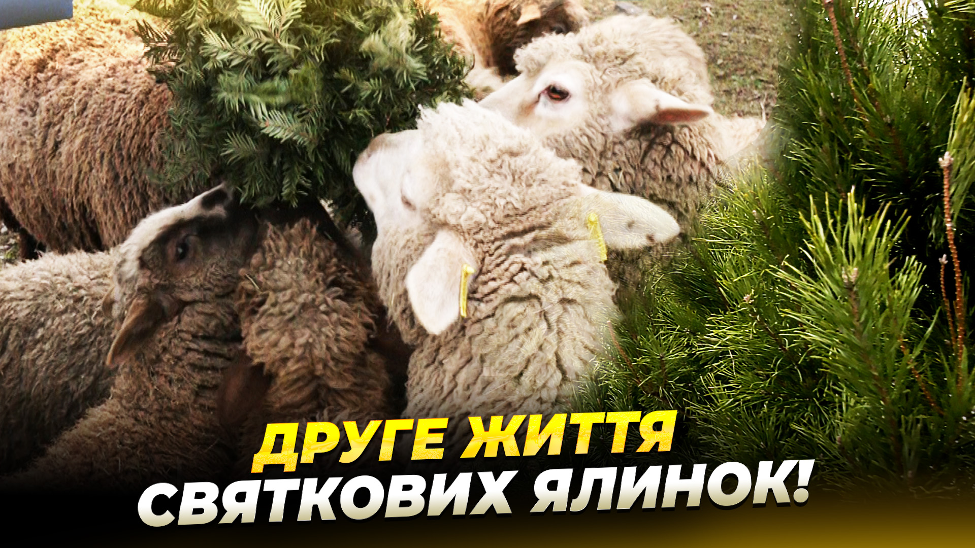 Як новорічні ялинки можуть допомогти евакуйованим тваринам