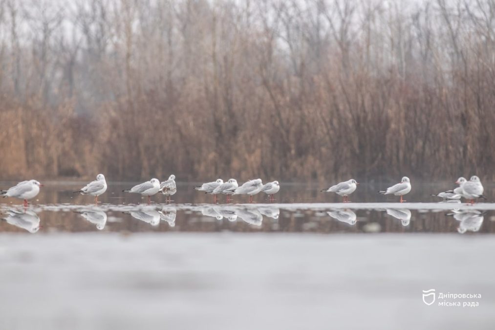 У Дніпрі рятувальники закликали утриматись від ловлі риби через надто тонкий лід - 7.01.2026