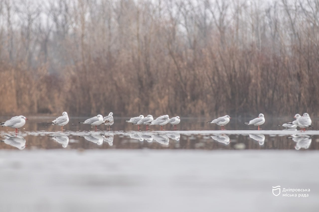 У Дніпрі рятувальники закликали утриматись від ловлі риби через надто тонкий лід - 7.01.2026