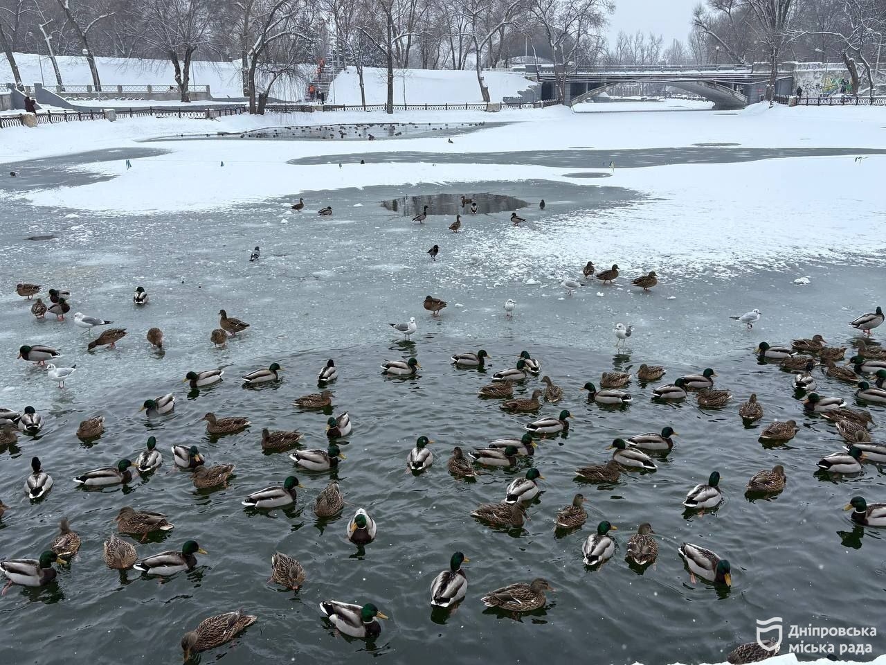 Чим годувати птахів і тварин взимку у парках та скверах Дніпра - 15.01.2026