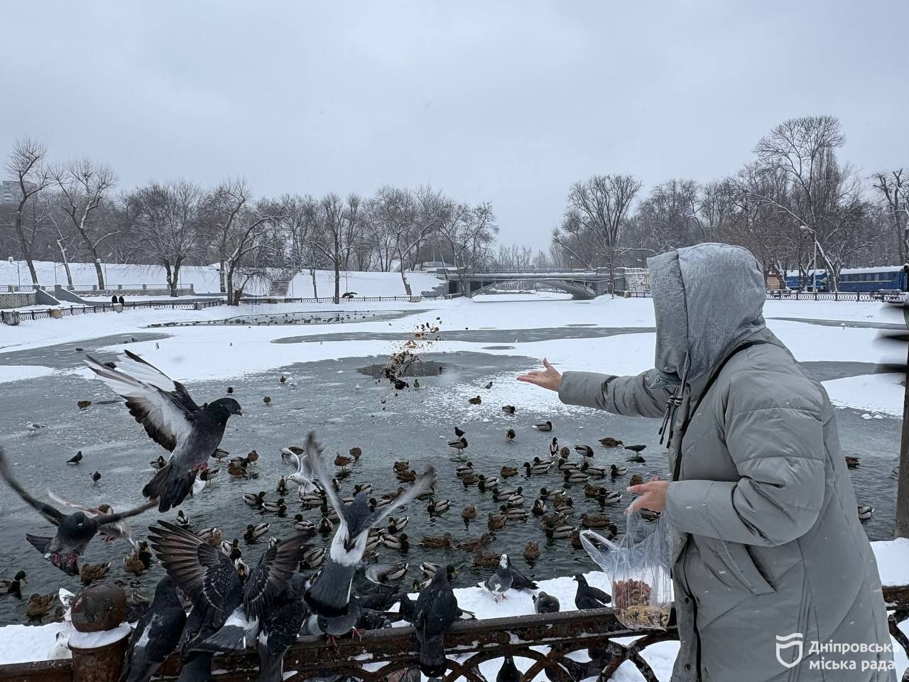 Чим годувати птахів і тварин взимку у парках та скверах Дніпра - 15.01.2026