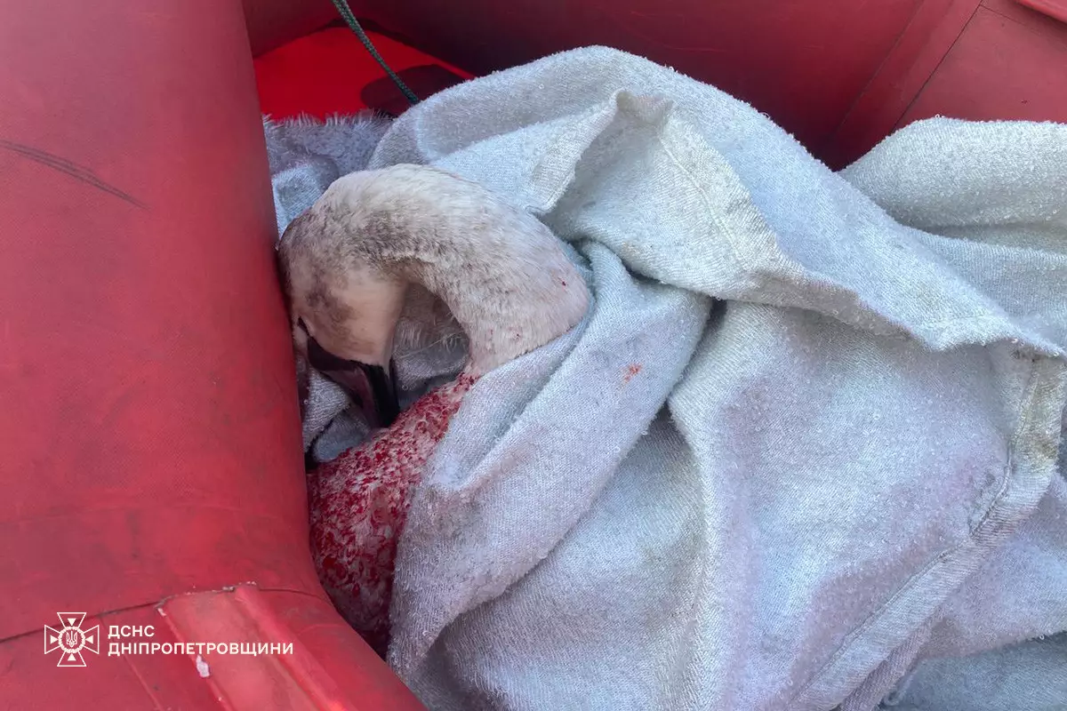 У Кам’янському надзвичайники врятували лебедя, примерзлого до криги - 12.01.2026