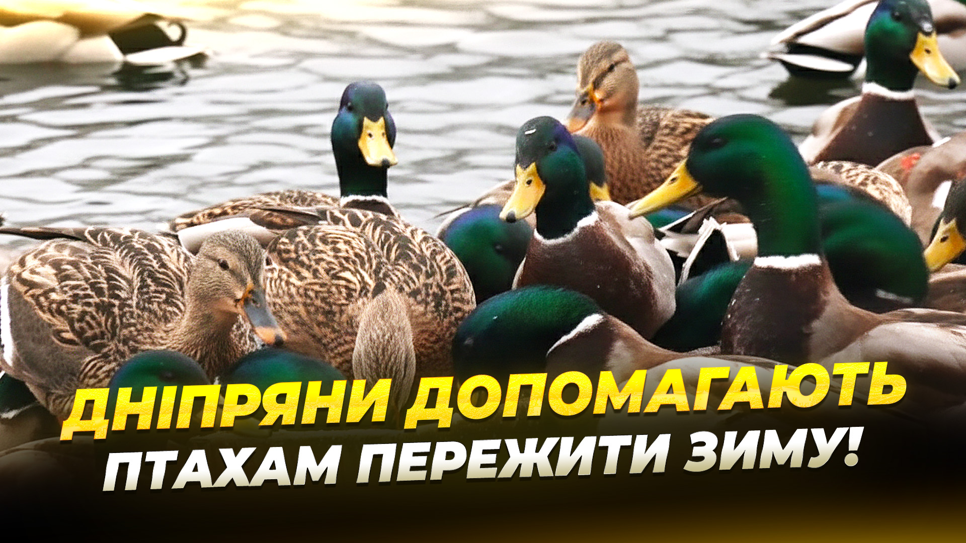 Як у Дніпрі допомагають птахам пережити зимові морози - 10.02.2026