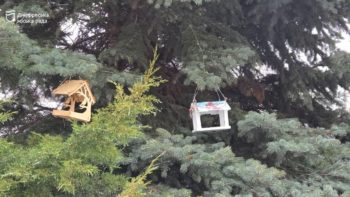 GREEN-ED. Зелена освіта Дніпра — встановлення годівничок на територіях закладів освіти