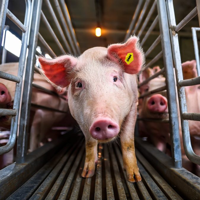 На Дніпропетровщині зафіксували випадок африканської чуми свиней - 19.03.2026