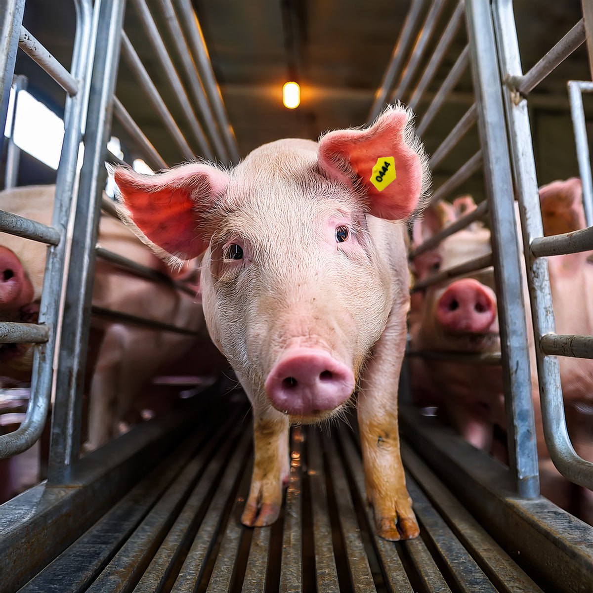 На Дніпропетровщині зафіксували випадок африканської чуми свиней - 19.03.2026