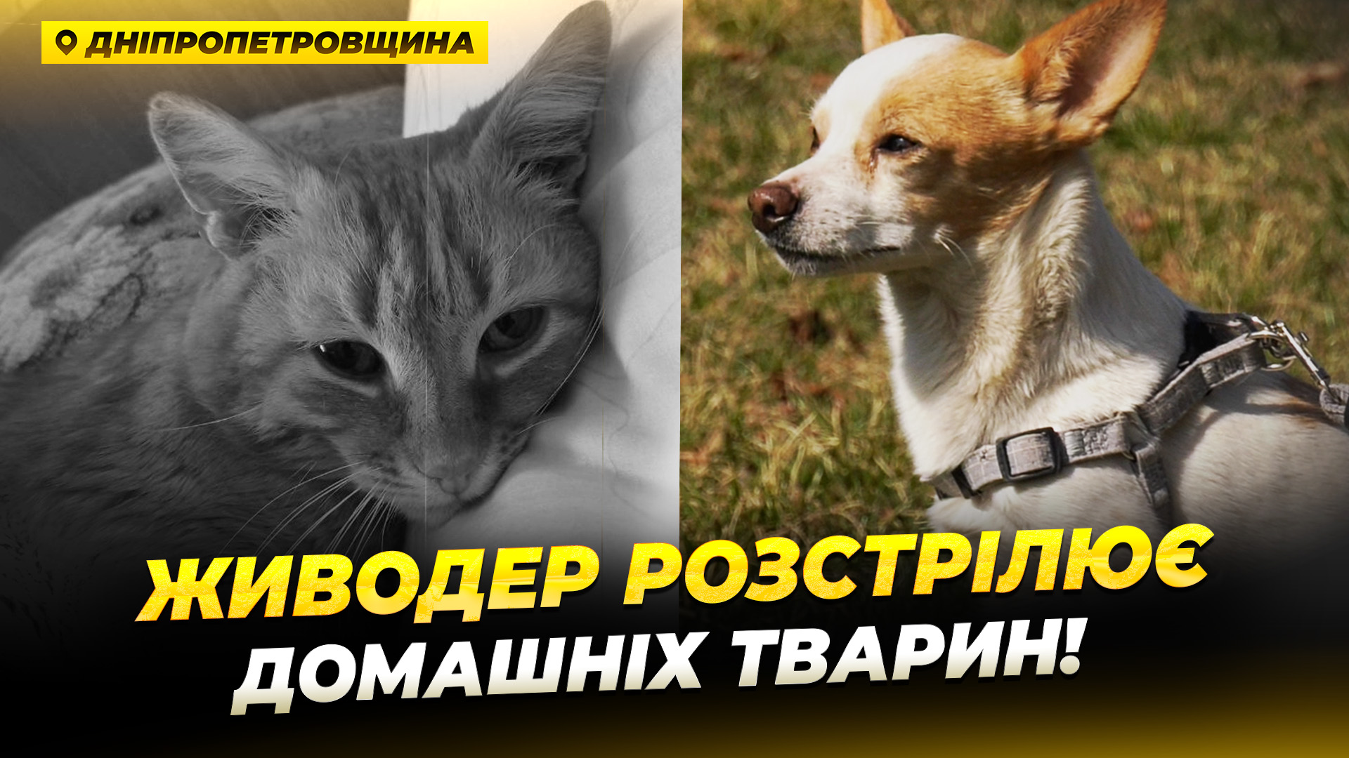 Від рук стрілка загинуло з десяток домашніх тварин - 31.03.2026