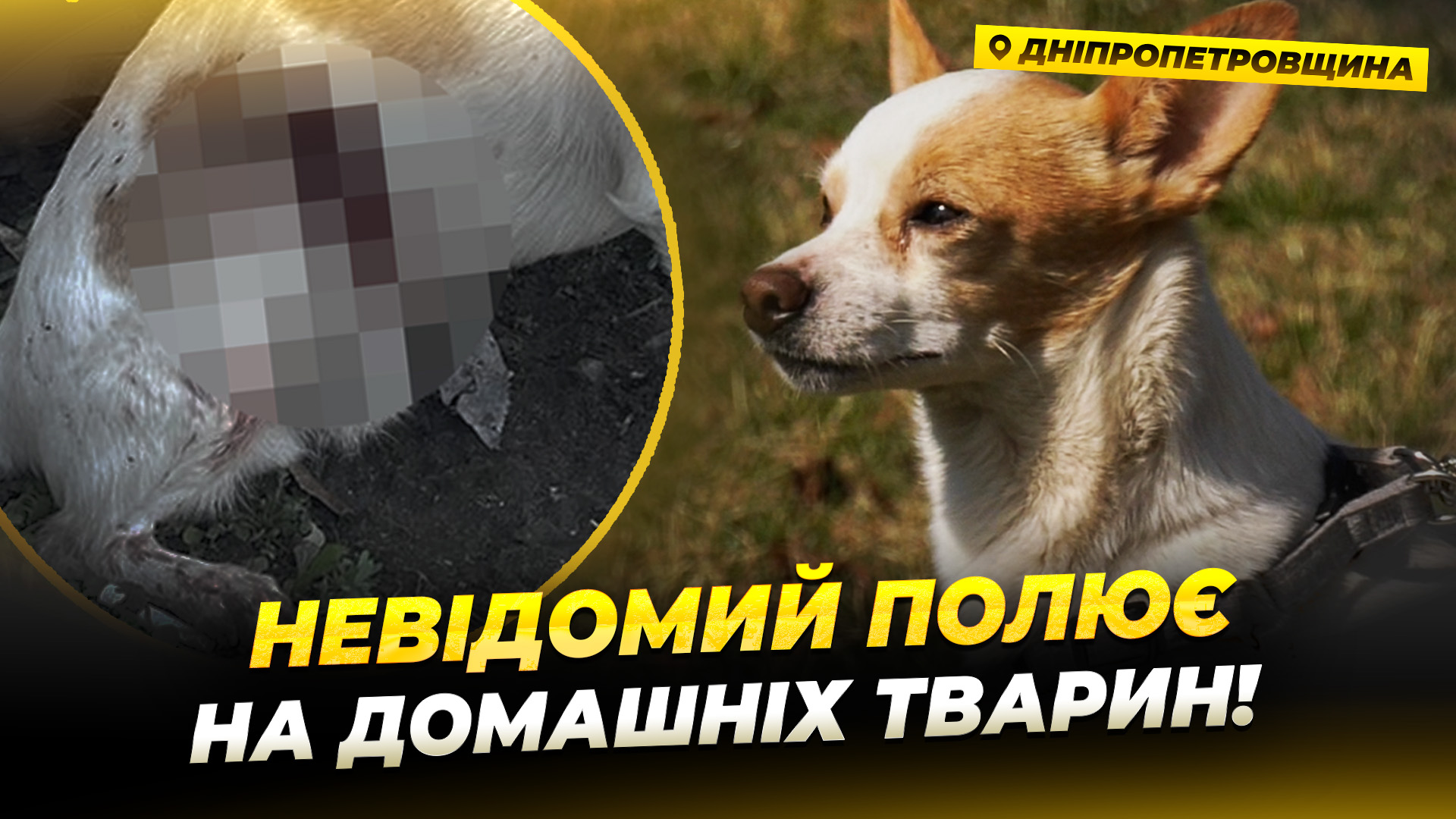 Невідомий полює на домашніх тварин