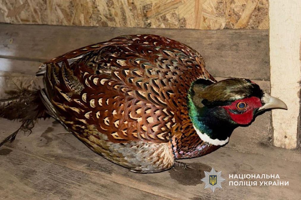 У Нікопольському районі поліцейські врятували дикого птаха, який заплутався в сітці - 02.03.2026