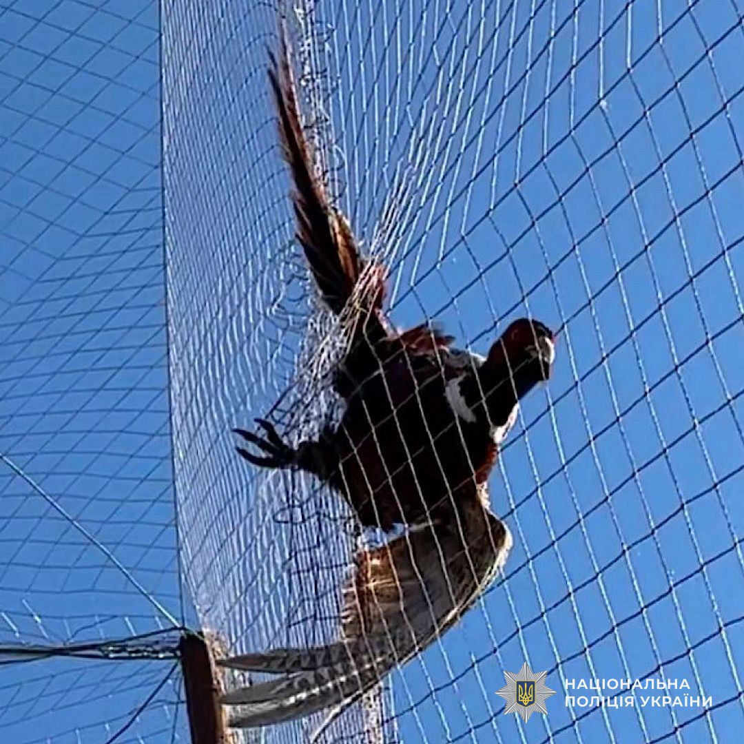 У Нікопольському районі поліцейські врятували дикого птаха, який заплутався в сітці - 02.03.2026