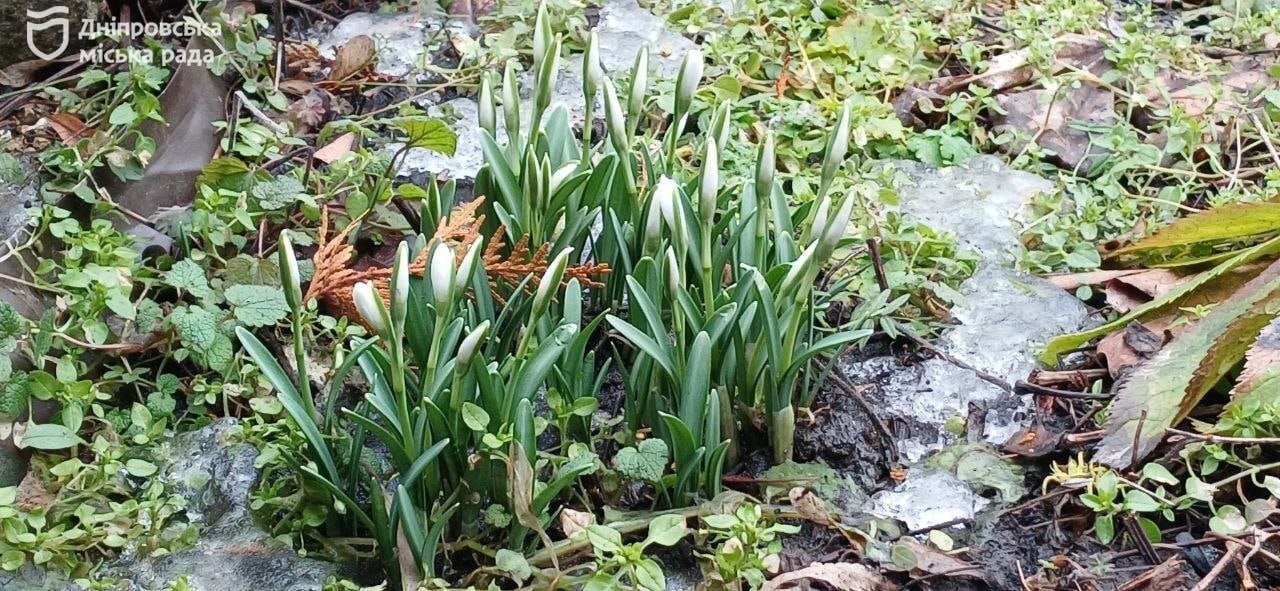 У Дніпрі закликають мешканців бути відповідальними та не купувати первоцвіти