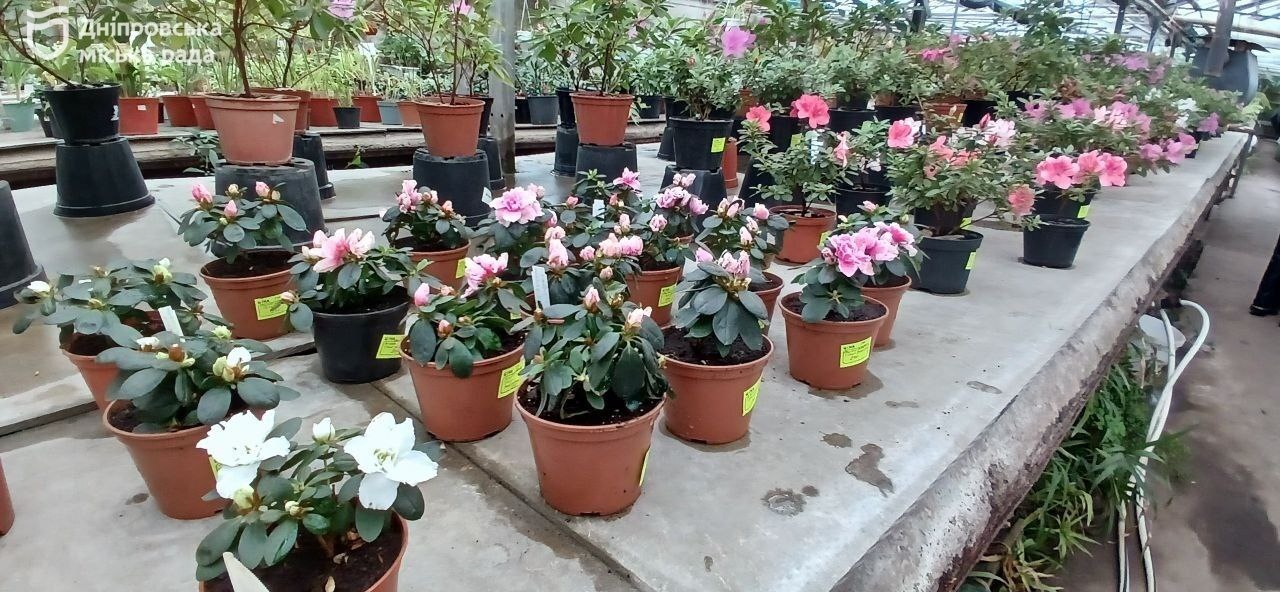 У Дніпрі закликають мешканців бути відповідальними та не купувати первоцвіти