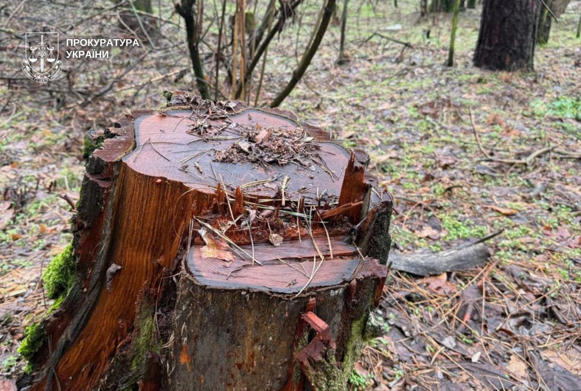 На Дніпропетровщині судитимуть посадовців ДП «Ліси України» через незаконну рубку на 22 млн грн - 05.03.2026