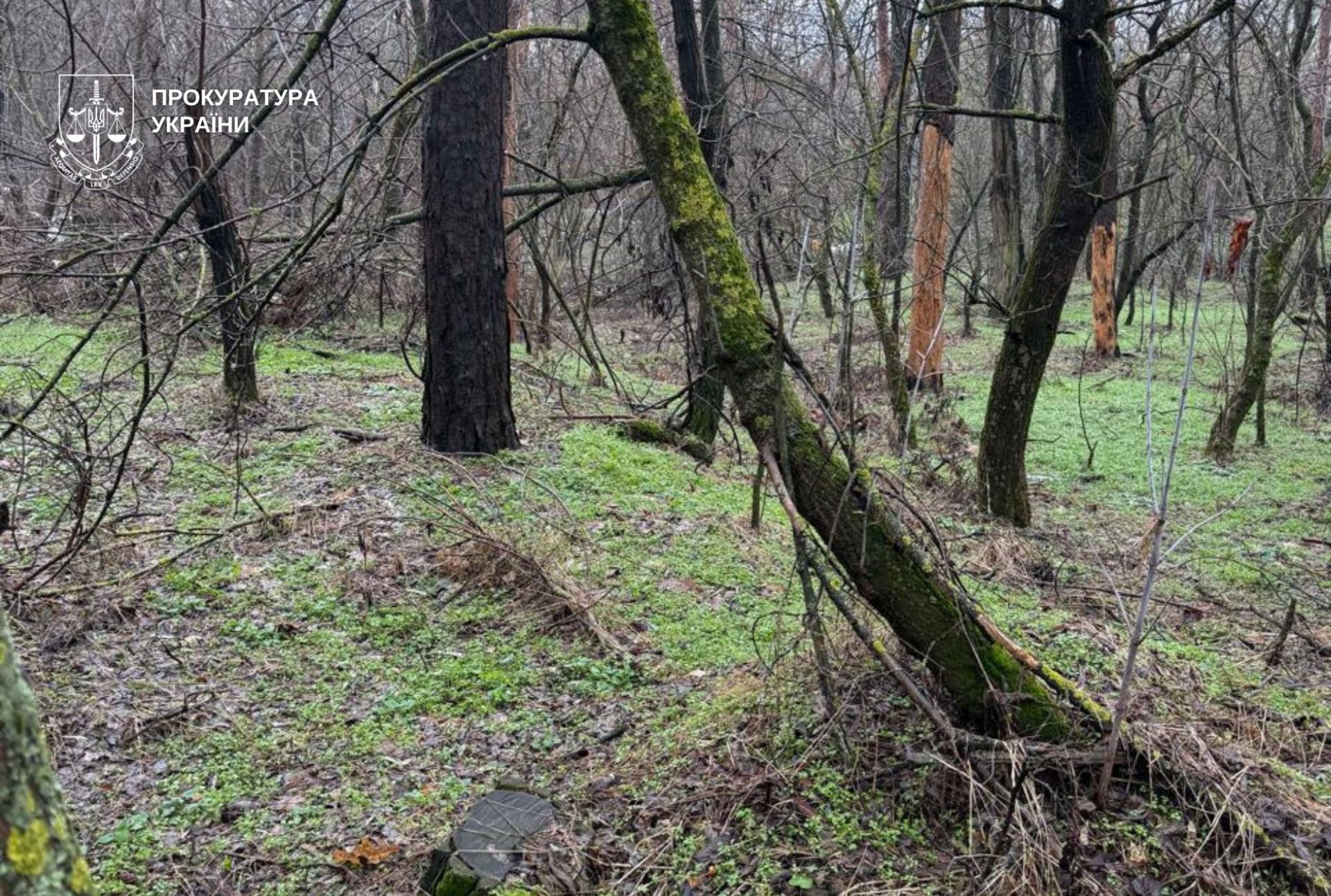 На Дніпропетровщині судитимуть посадовців ДП «Ліси України» через незаконну рубку на 22 млн грн - 05.03.2026