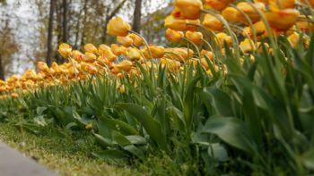 У Дніпрі одночасно квітнуть різні сорти тюльпанів і сакур - 27.04.2026