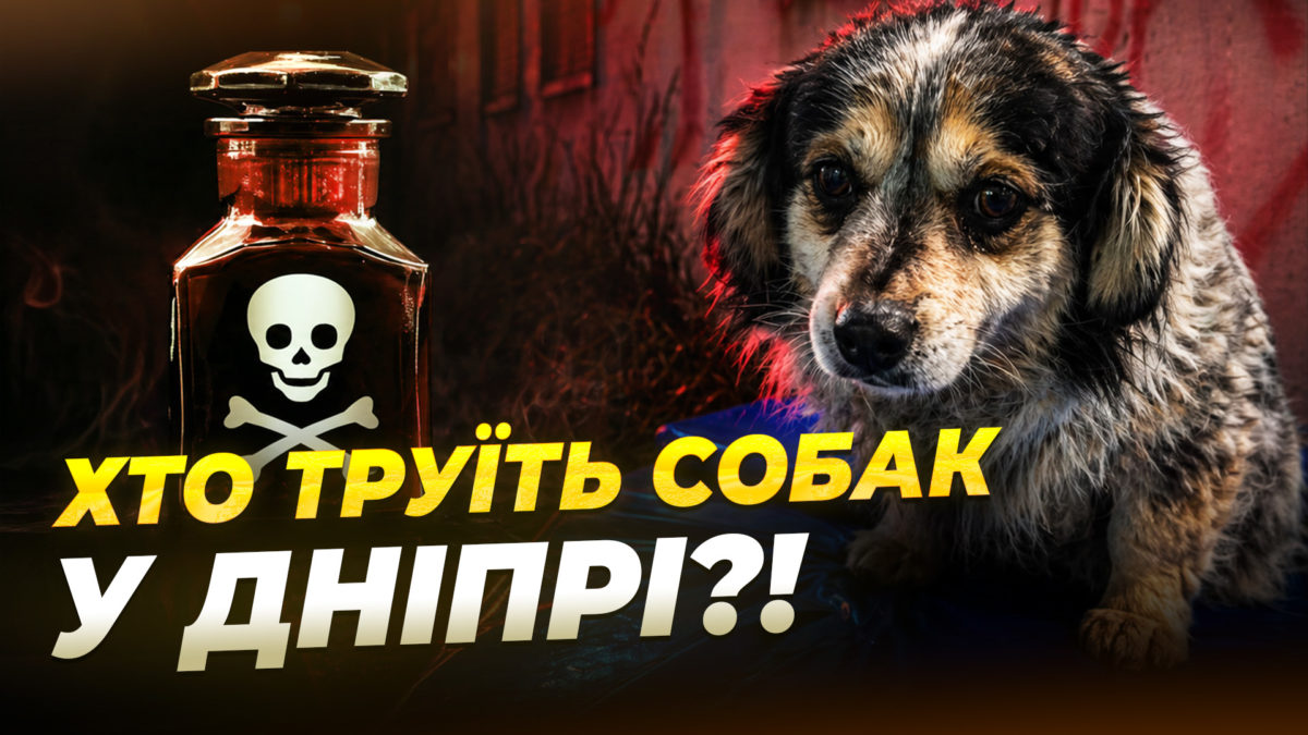 Отруєння собак у Дніпрі: що говорять свідки злочину та кого підозрюють місцеві - 28.04.2026