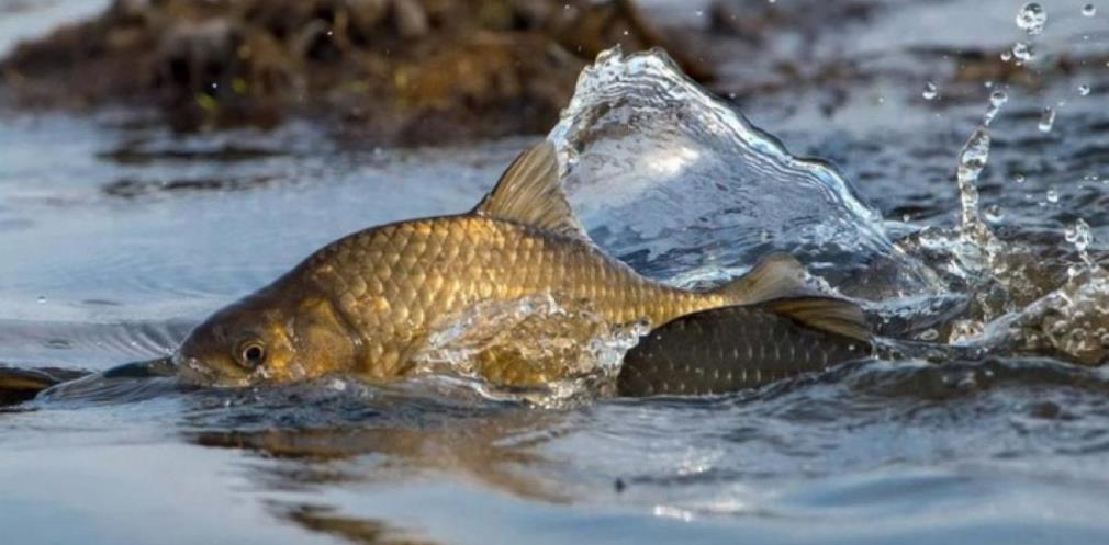 На Дніпропетровщині діють обмеження на вилов риби, за порушення  — штраф і навіть кримінальна відповідальність