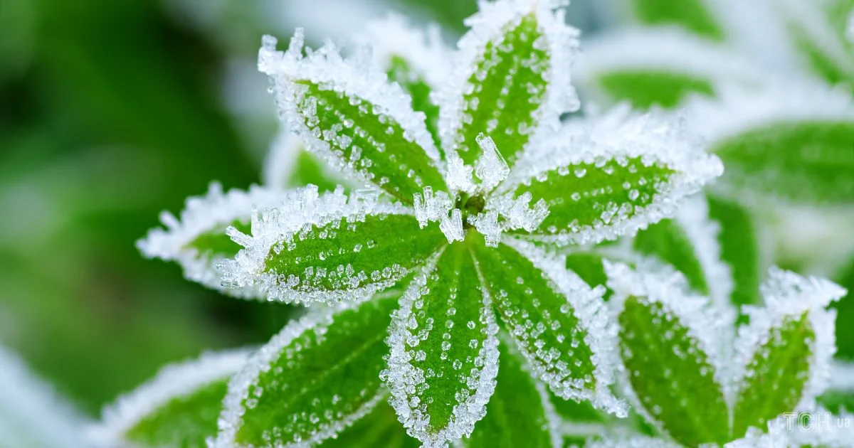 Заморозки на Дніпропетровщині: оголосили