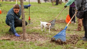 #Чистий_Дніпро, #Дніпро_квітучий: тривають толоки - черговий етап на ж/м Чаплі та проспекті Слобожанський - 04.04.2026