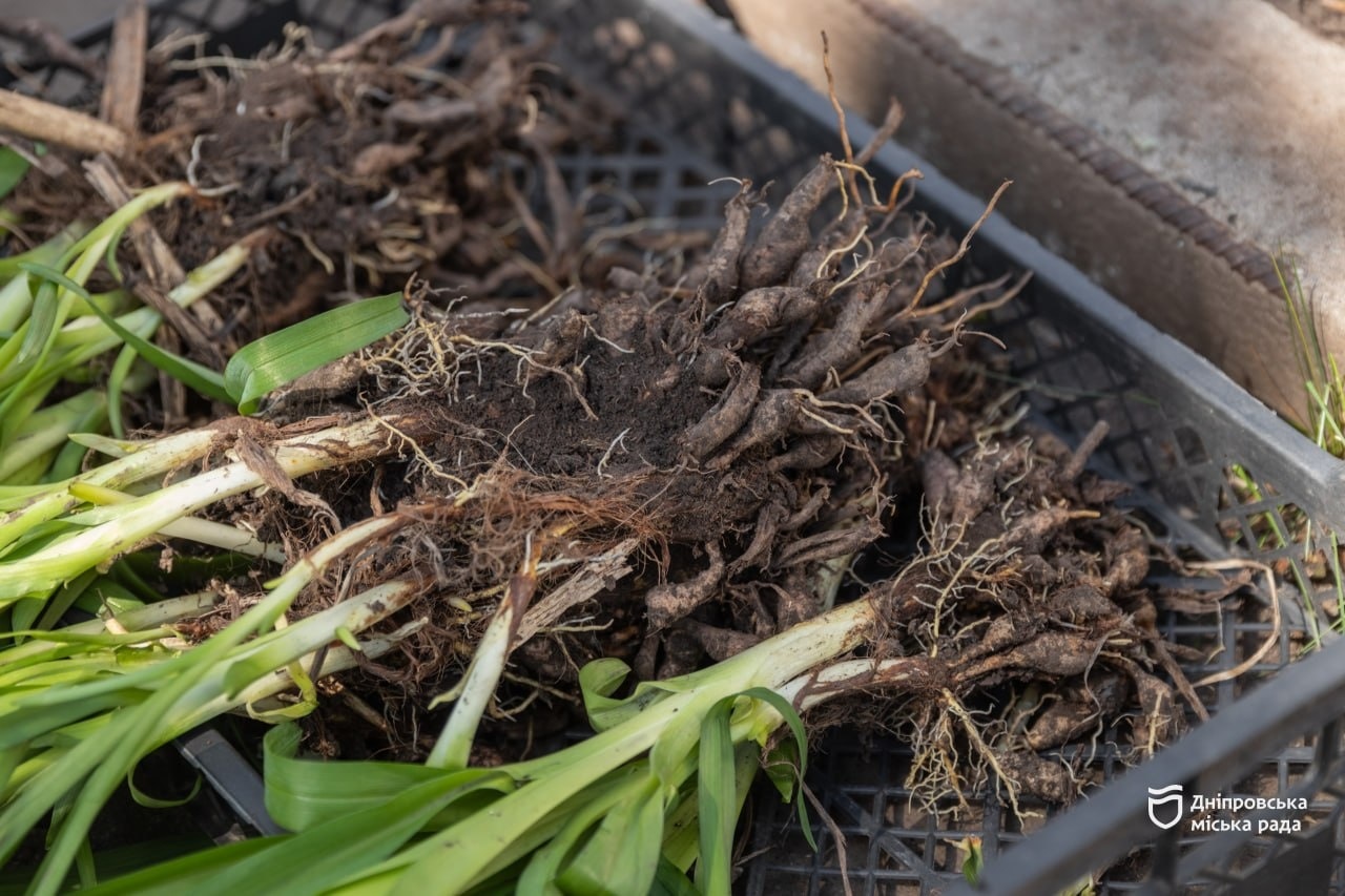 У Дніпрі продовжують підтримувати міські ініціативи #Чистий_Дніпро та #Квітучий_Дніпро - 15.04.2026