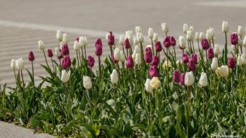 У Дніпрі одночасно квітнуть різні сорти тюльпанів і сакур - 27.04.2026