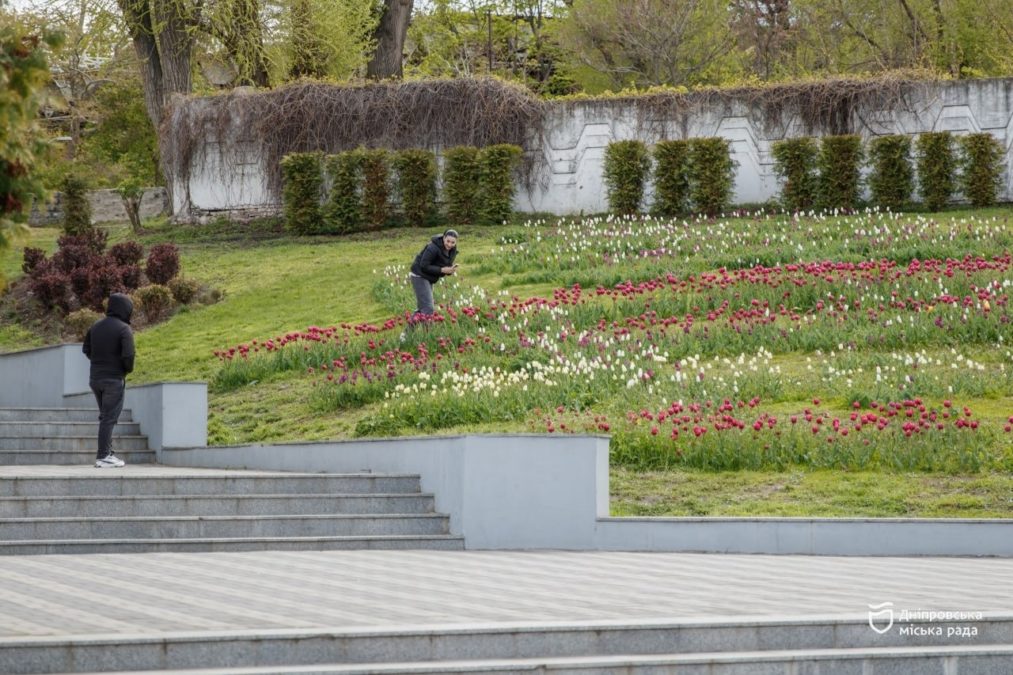 У Дніпрі одночасно квітнуть різні сорти тюльпанів і сакур - 27.04.2026
