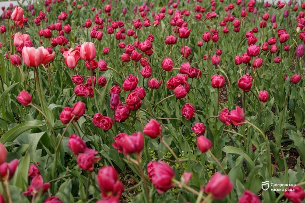У Дніпрі одночасно квітнуть різні сорти тюльпанів і сакур - 27.04.2026