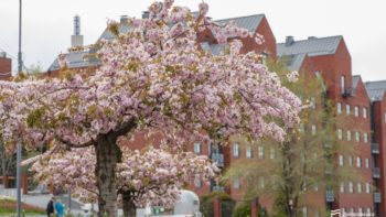 У Дніпрі одночасно квітнуть різні сорти тюльпанів і сакур - 27.04.2026