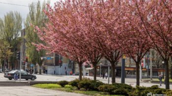 У Дніпрі одночасно квітнуть різні сорти тюльпанів і сакур - 27.04.2026