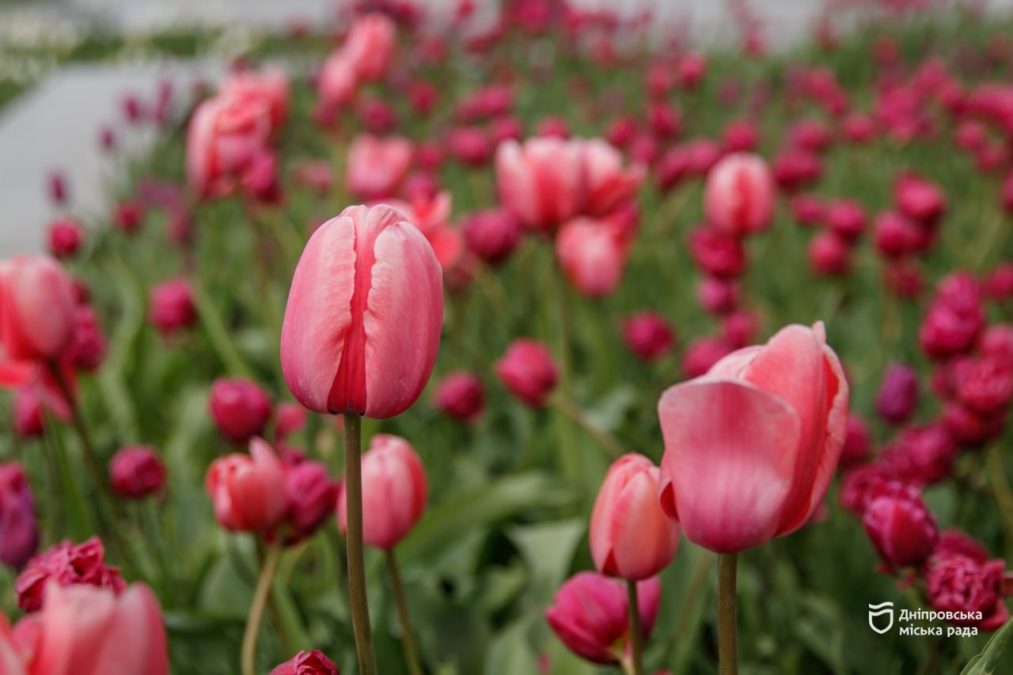 У Дніпрі одночасно квітнуть різні сорти тюльпанів і сакур - 27.04.2026