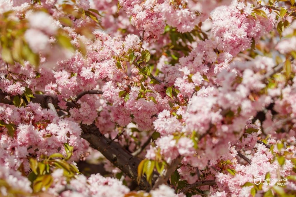 У Дніпрі одночасно квітнуть різні сорти тюльпанів і сакур - 27.04.2026