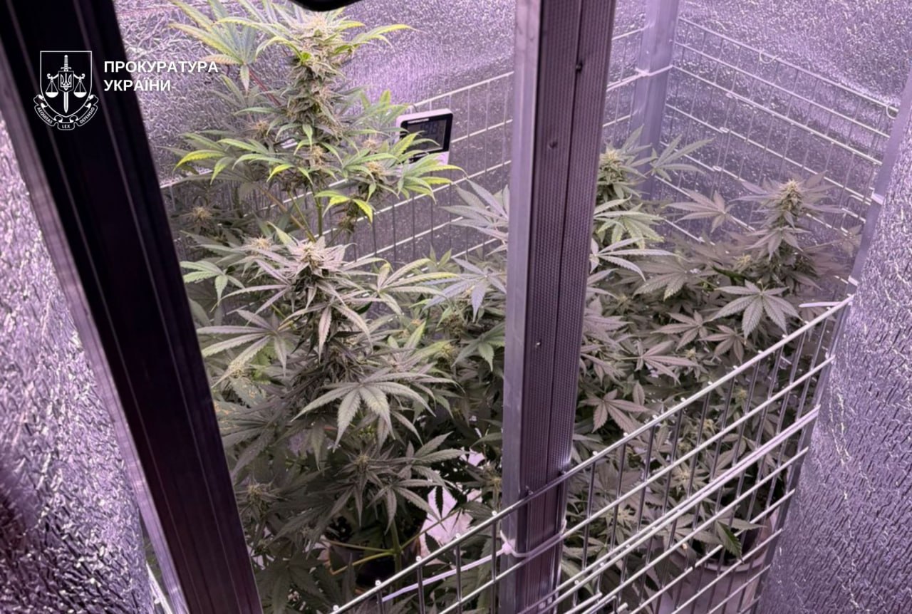 Виготовляли канабіс у домашніх умовах: у Дніпрі викрили нарколабораторію