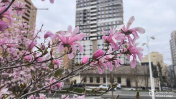 У парках та скверах Дніпра розквітли магнолії - 08.04.2026