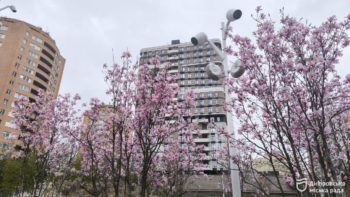 У парках та скверах Дніпра розквітли магнолії - 08.04.2026