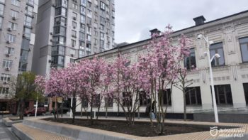 У парках та скверах Дніпра розквітли магнолії - 08.04.2026