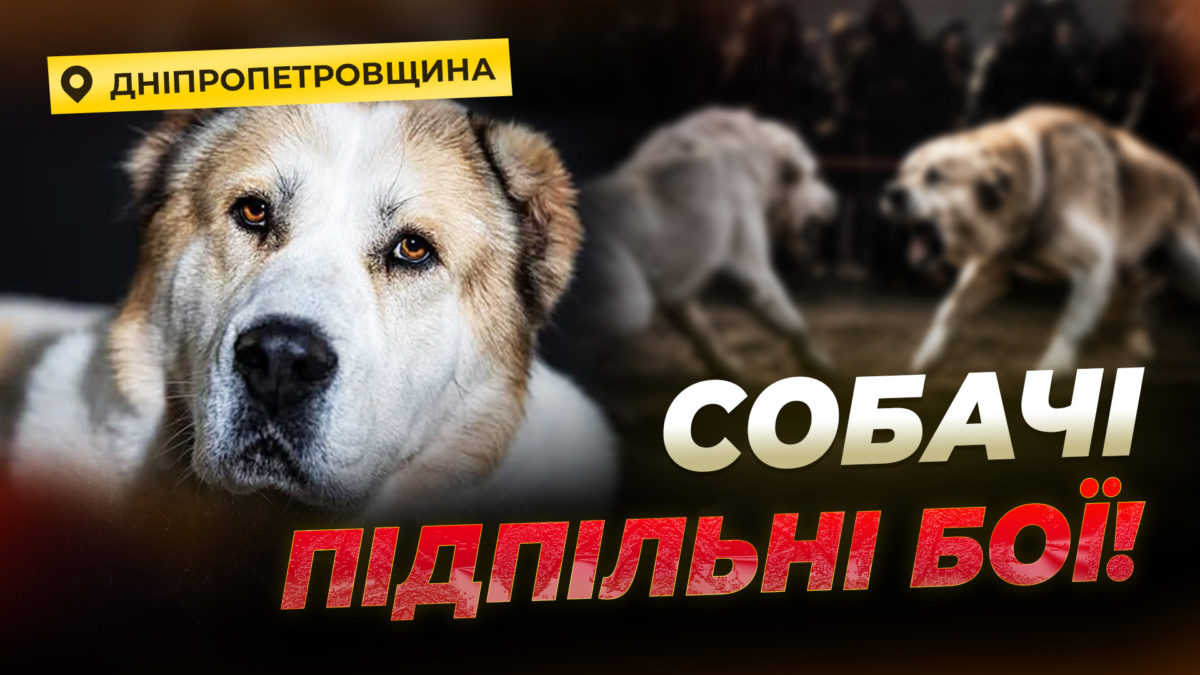 На Криворіжжі волонтери викрили підпільні собачі бої - 08.05.2026