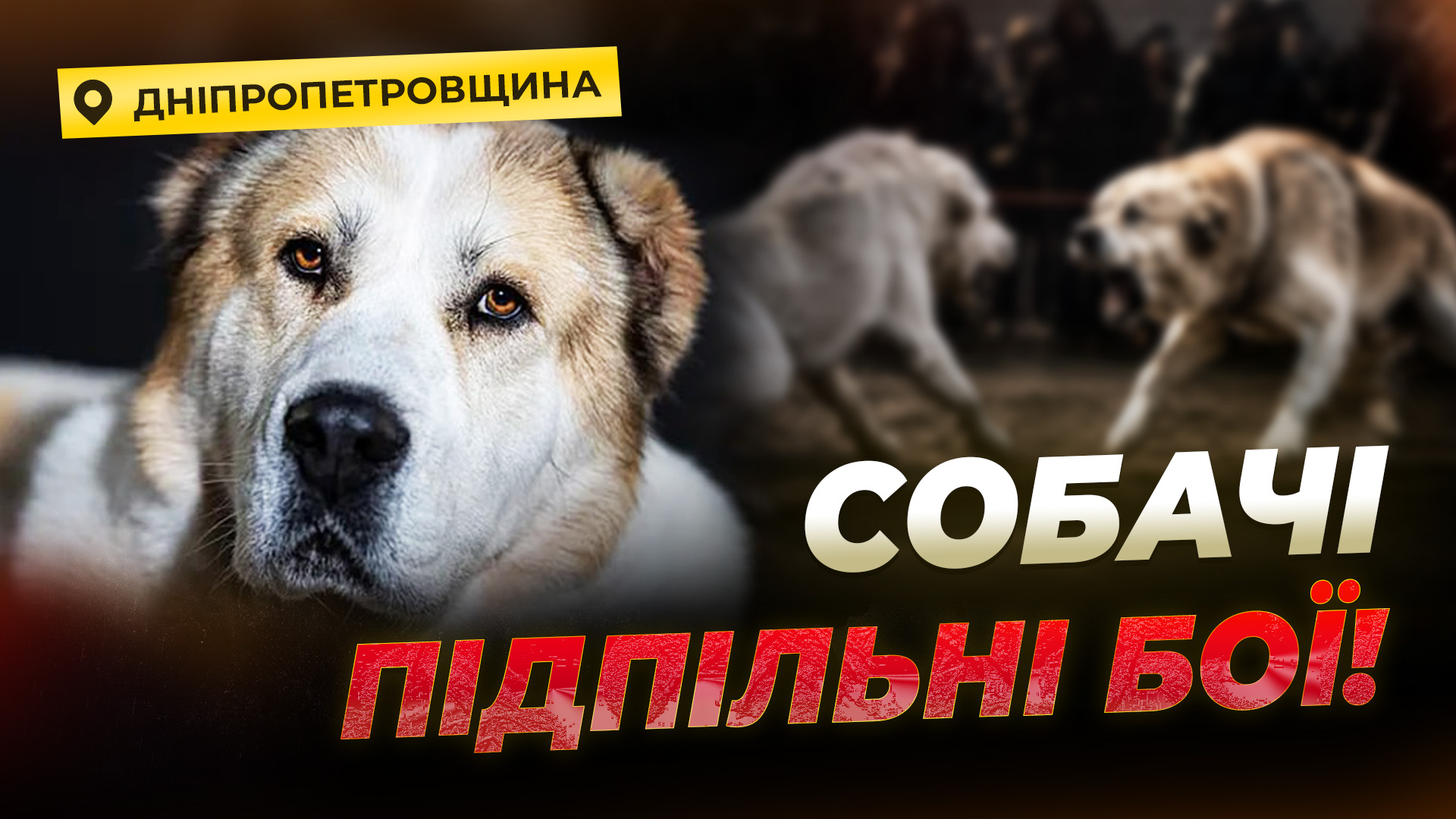 На Криворіжжі волонтери викрили підпільні собачі бої - 08.05.2026