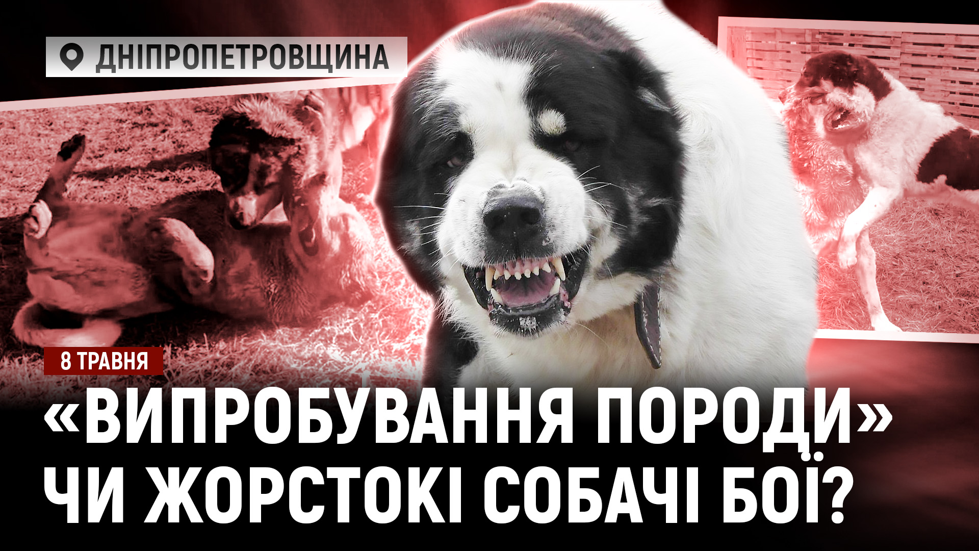 На Дніпропетровщині викрили підпільний ринг для собачих боїв / Дрони «Азову» дістали до Маріуполя - 08.05.2026