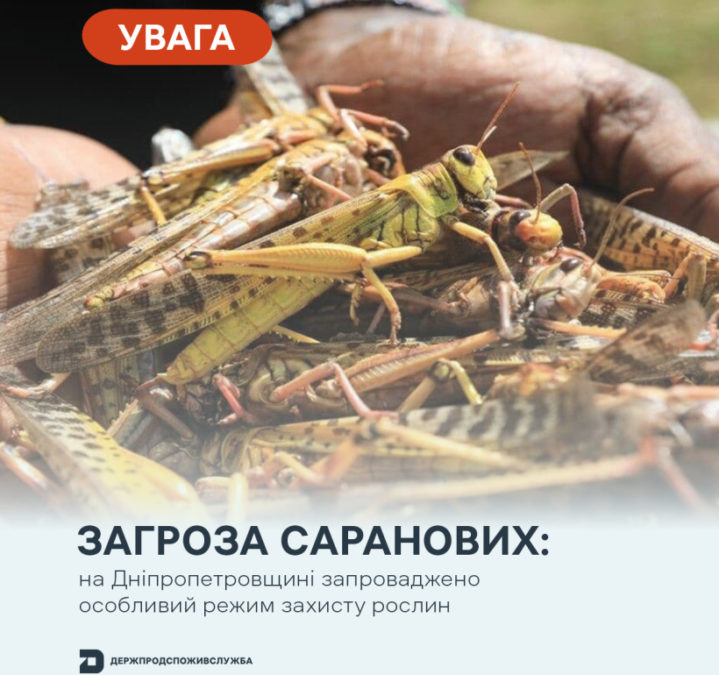На Дніпропетровщині через поширення сарани запровадили особливий режим захисту рослин