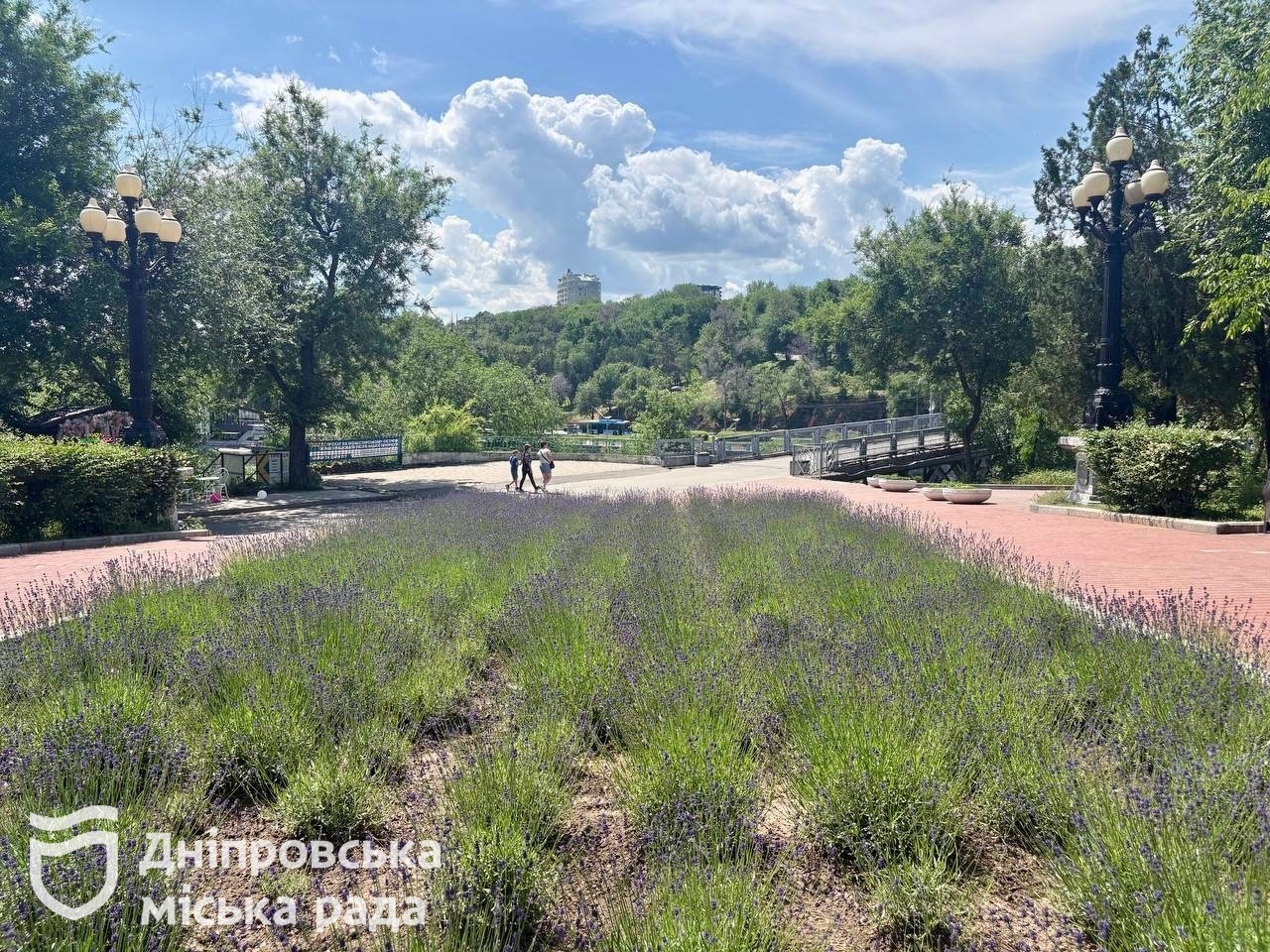 #Дніпро_квітучий: у міських парках розпочався пік цвітіння троянд і лаванди - 09.06.2026