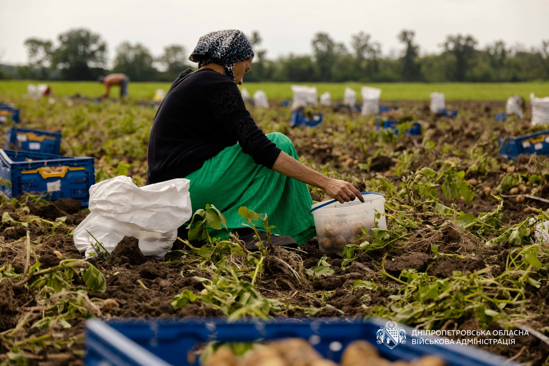 Аграрії Дніпропетровщини збирають врожай овочів - 07.07.2026