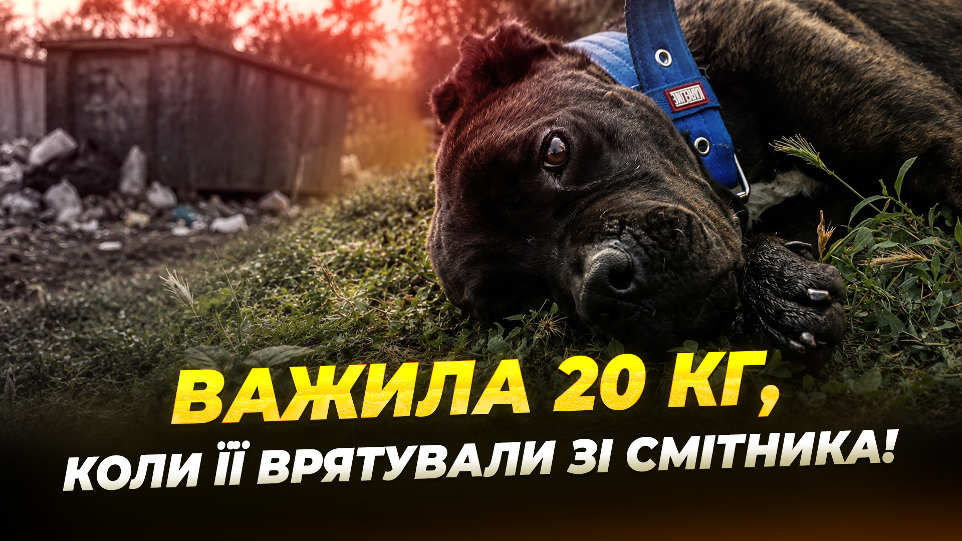 Зооволонтерка з Дніпра врятувала собаку зі сміттєзвалища - 29.07.2026