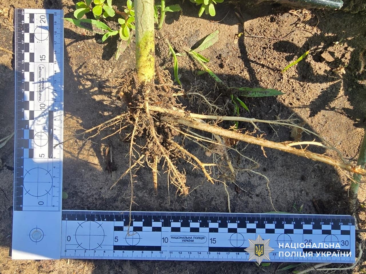 На Дніпропетровщині чоловік вирощував понад 2,8 тисячі нарковмісних рослин - 23.07.2026