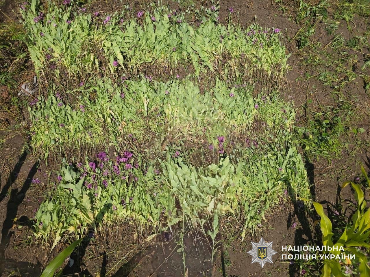 На Дніпропетровщині чоловік вирощував понад 2,8 тисячі нарковмісних рослин - 23.07.2026