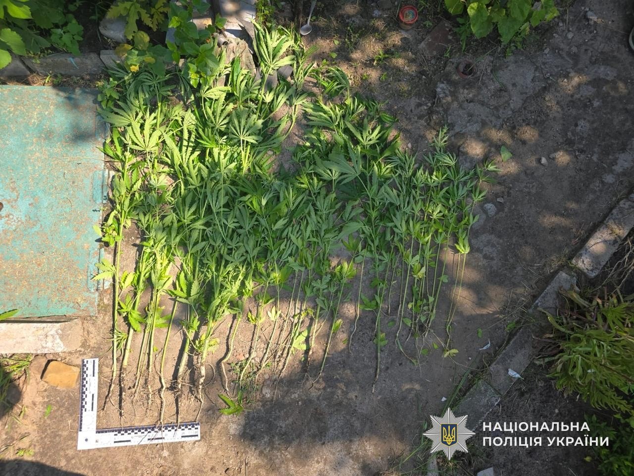 На Дніпропетровщині чоловік вирощував понад 2,8 тисячі нарковмісних рослин - 23.07.2026