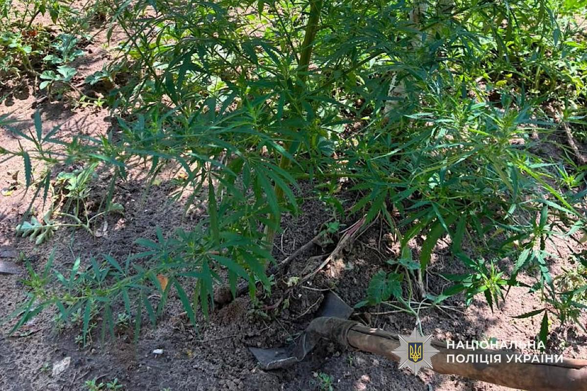 69-річного жителя Криворіжжя викрили на вирощуванні конопель і маку - 24.07.2026